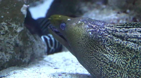 The Moray Eel (Muraena Helena). Video stock 58531539