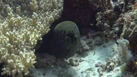 Moray eel with mutated double jaw Video stock 74099149