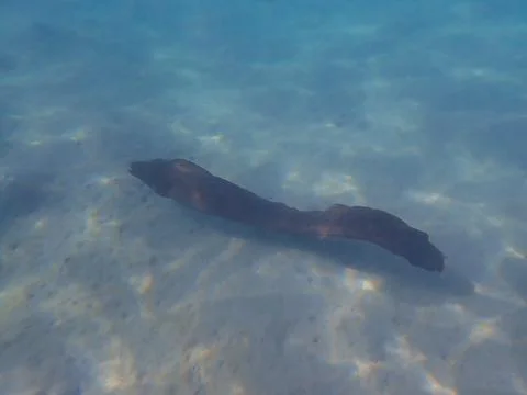 Moray eel near Jaz Lamaya, Coraya bay, Marsa Alam, Egypt, red sea Stock Photos