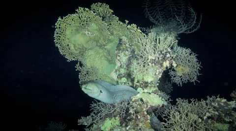 Moray eel at the night Stock Footage 22701135