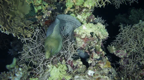 Moray eel at the night Stock Footage 22701731