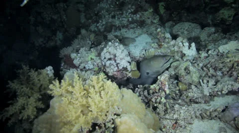 Moray eel at night Vídeos de archivo 22706493
