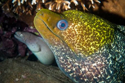 Moray eel in the ocean with coral Stock Photos