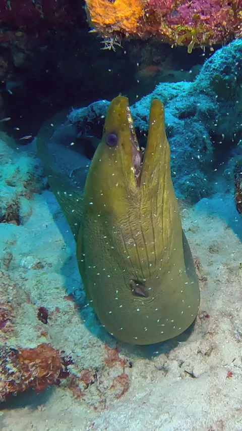 Moray eel in ocean Stock Footage 295213514