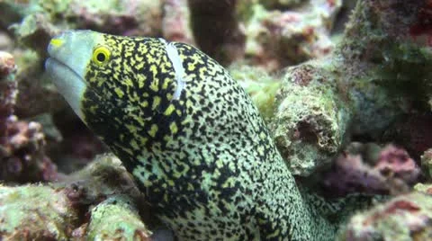 Moray eel with open mouth Clip 2 Stock Footage 11308476
