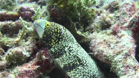 Moray eel with open mouth Clip 1 Stock Footage 11308651