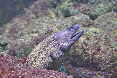 Moray eel with open mouth Stock Photos