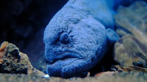 Moray Eel Opening and Closing Jaw Showing Monster Teeth Stock Footage 108166029