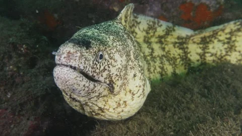 Moray eel opening its mouth and looking at the camera from a rocky crevice Stock Footage 346531485