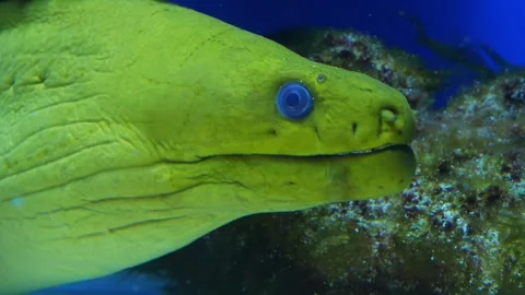 Moray eel opens and closes its mouth. Green moray eel close-up Stock Footage 321559683