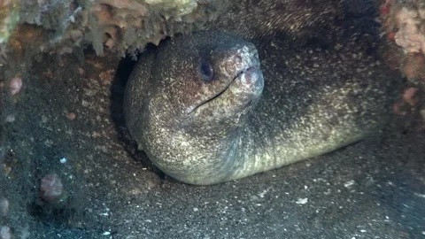 Moray eel opens and closes its mouth underwater in Philippines Stock Footage 337495766