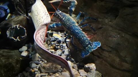 Moray eel or Muraenidae is attacked by a blue lobster in an aquarium. Stock Footage
