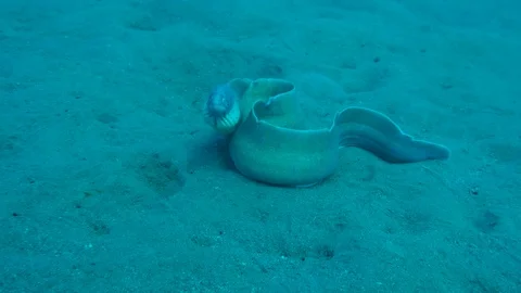 Moray Eel Or Sea Eel . Red Sea Video stock 128466070