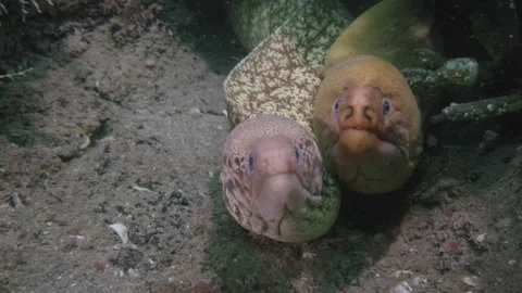 Moray Eel pair cute Video stock 229450630