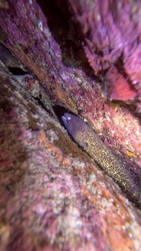 Moray eel partially hidden in a crevice during a night dive. Stock Footage 304566361