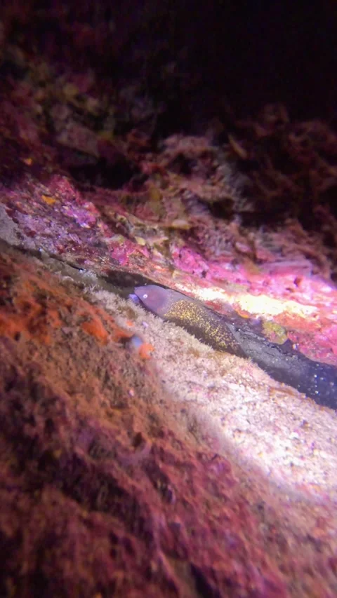 Moray eel partially hidden in a crevice among rocks and sand. Stock Footage 304566397