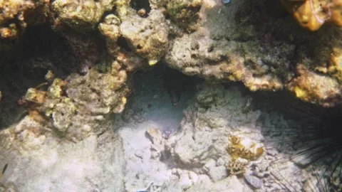 Moray eel peeking from coral crevice, underwater marine life Stock Footage 340555432