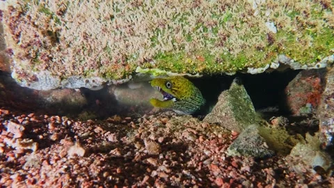 Moray Eel Peeking from Coral Reef Crevice Stock Footage 316581410