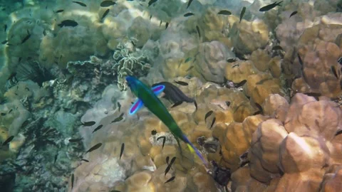 Moray eel peeking from coral reef crevice Stock-Footage 335987849