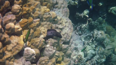Moray eel peeking from coral reef crevice Stock Footage 336299921