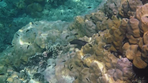 Moray eel peeking out of coral reef Stock Footage 340555509