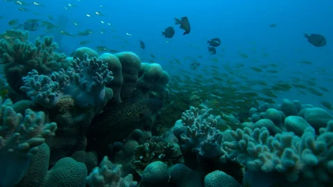 Moray eel peeking out from their burrow Stock Footage 111277385