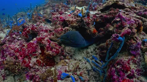 Moray eel peeking out from a vibrant coral reef Stock Footage 340322083