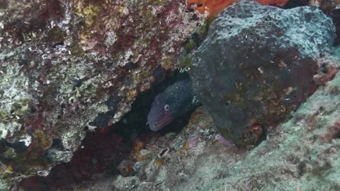 Moray Eel Peeking From Underwater Rock Crevice Greece Stock Footage 334831309