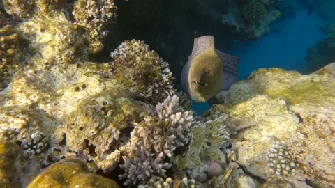 Moray eel peeps out coral reef in the morning sunrays. Giant moray (Gymnothorax Stock Footage 156512396