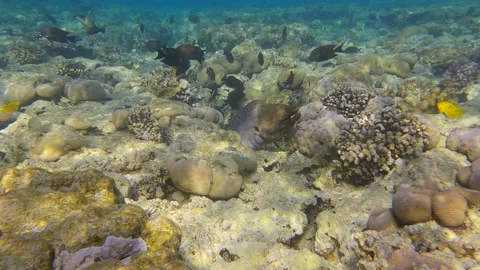 Moray eel peeps out coral reef in the morning sunrays. Giant moray (Gymnothorax Video stock 156902830