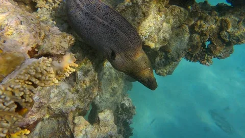 Moray eel peeps out coral reef in the morning sunrays. Giant moray (Gymnothorax Stock Footage 157776497