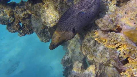 Moray eel peeps out coral reef in the morning sunrays. Giant moray (Gymnothorax Video stock 164484311
