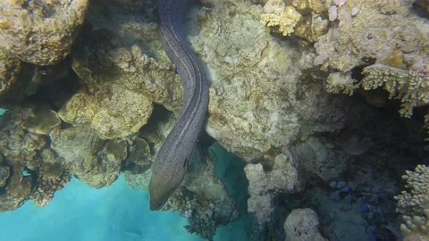 Moray eel peeps out coral reef in the morning sunrays. Giant moray (Gymnothorax Video stock 170070039