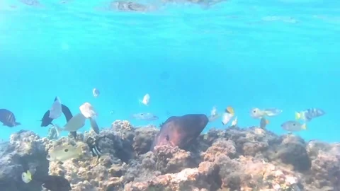 Moray Eel Peering from Coral While Colorful Reef Fish Swim Above Stock Footage 340003166