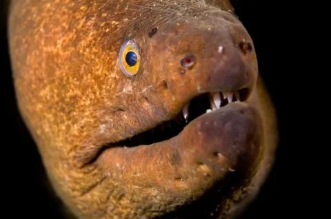Moray eel Stock Photos