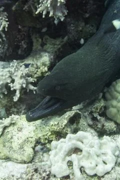 Moray Eel Photos