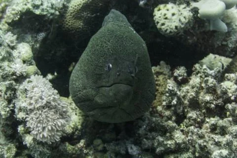 Moray Eel Photos