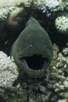 Moray Eel Photos
