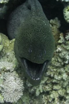 Moray Eel Photos