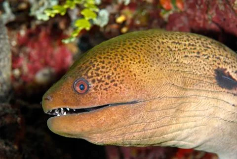 Moray Eel Foto stock