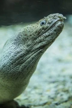 Moray eel Stock Photos
