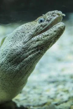 Moray eel Foto stock