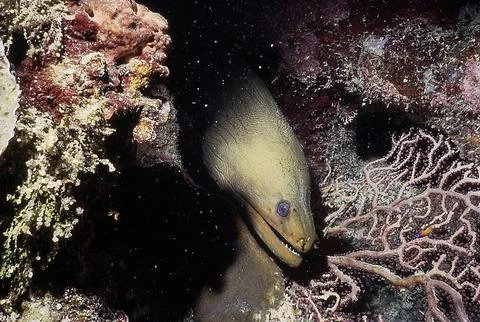 Moray Eel Stock Photos