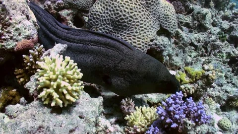 Moray Eel poking its head out of its hole in reef. Stock Footage 228937982