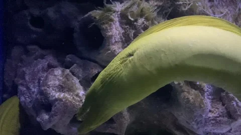Moray eel portrait in the underwater. Underwater moray eel. Moray eel underwater Stock Footage 283192466