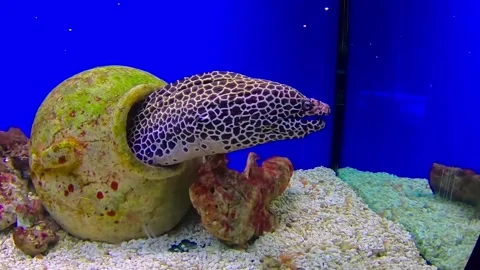 Moray eel in a pot Stock Footage 142626923