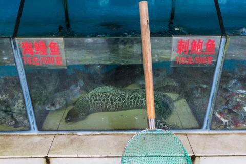 Moray eel puffer fish, exotic sea food in China Stock Photos