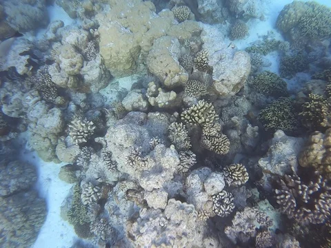 Moray Eel Rangiroa Island "Aquarium" snorkeling spot underwater Stock Footage 129675835