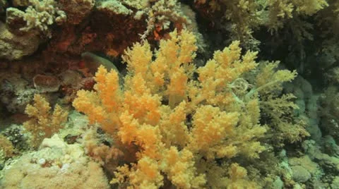 Moray eel at the reef Stock Footage 22641426