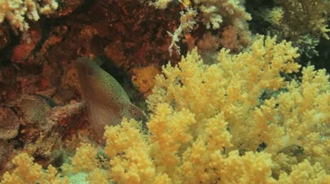 Moray eel at the reef 動画素材 22641434